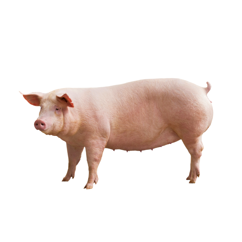 Live Pigs
